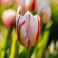 Tulp 'Happy Generation'