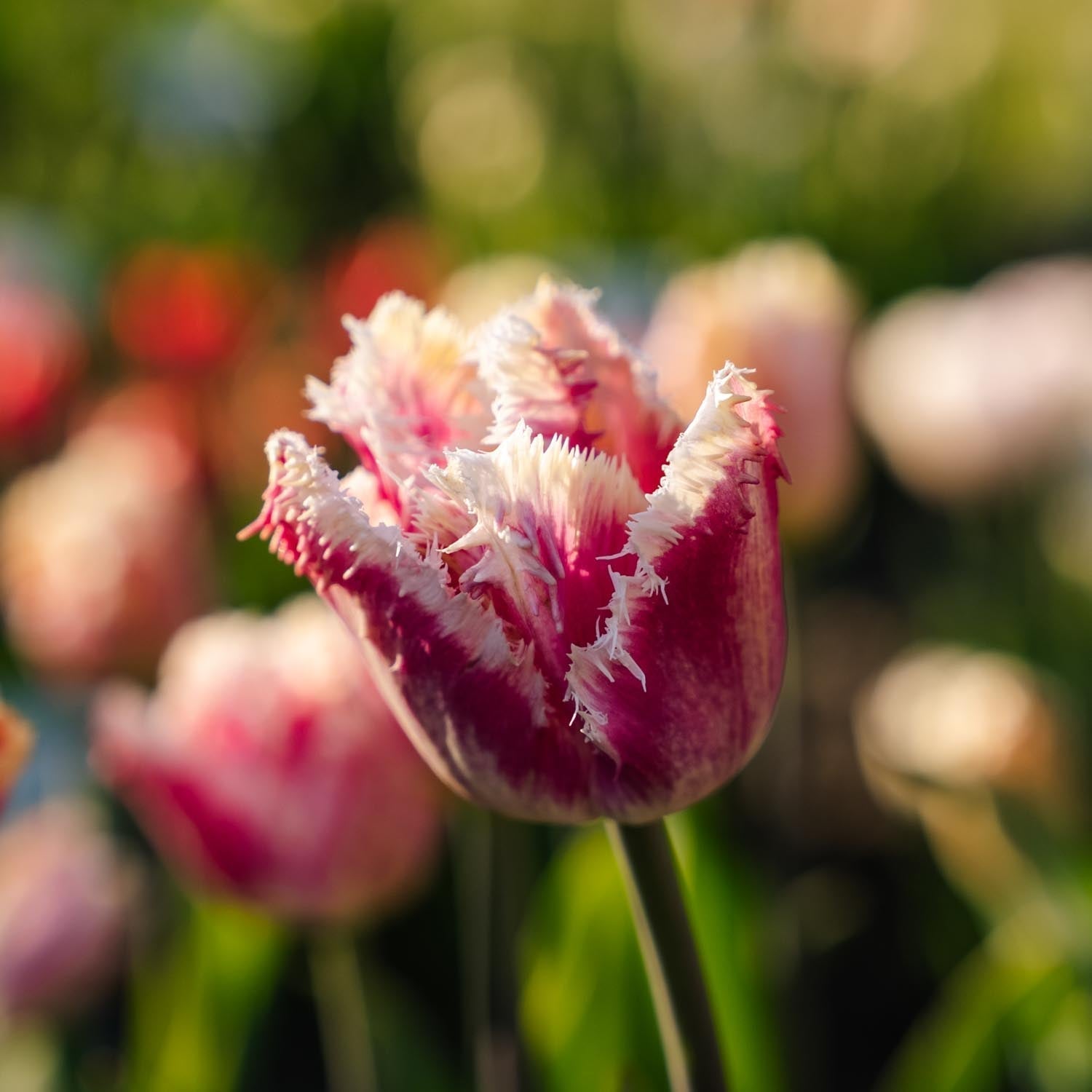 Tulp 'Hawaii'