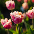 Tulp 'Hawaii'