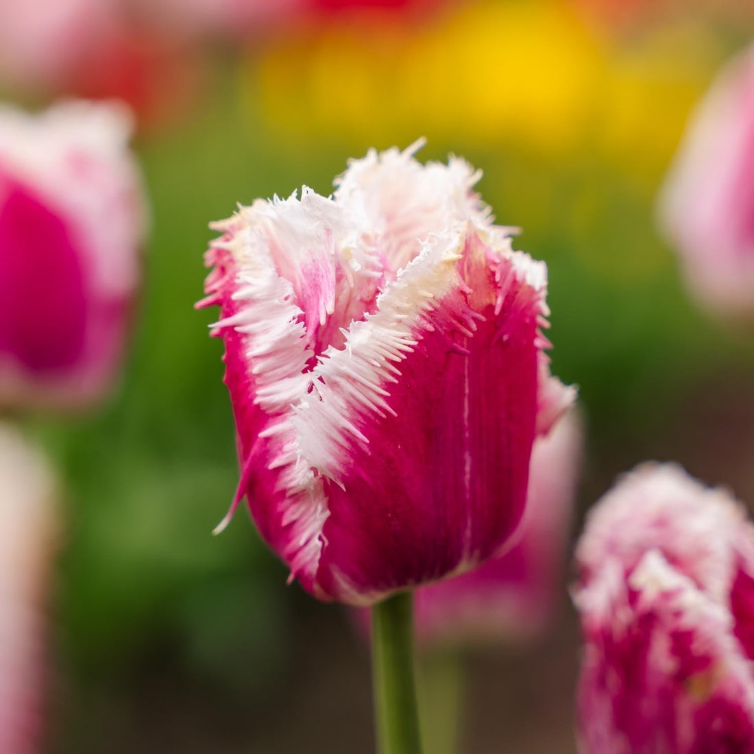 Tulp 'Hawaii'