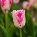 Tulp 'Huis Ten Bosch'