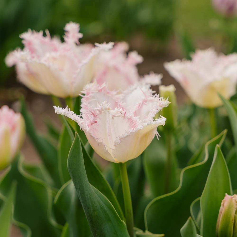 Tulp 'Huis Ten Bosch'