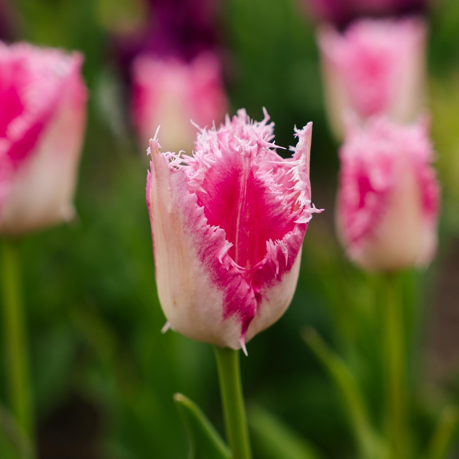 Tulp 'Huis Ten Bosch'