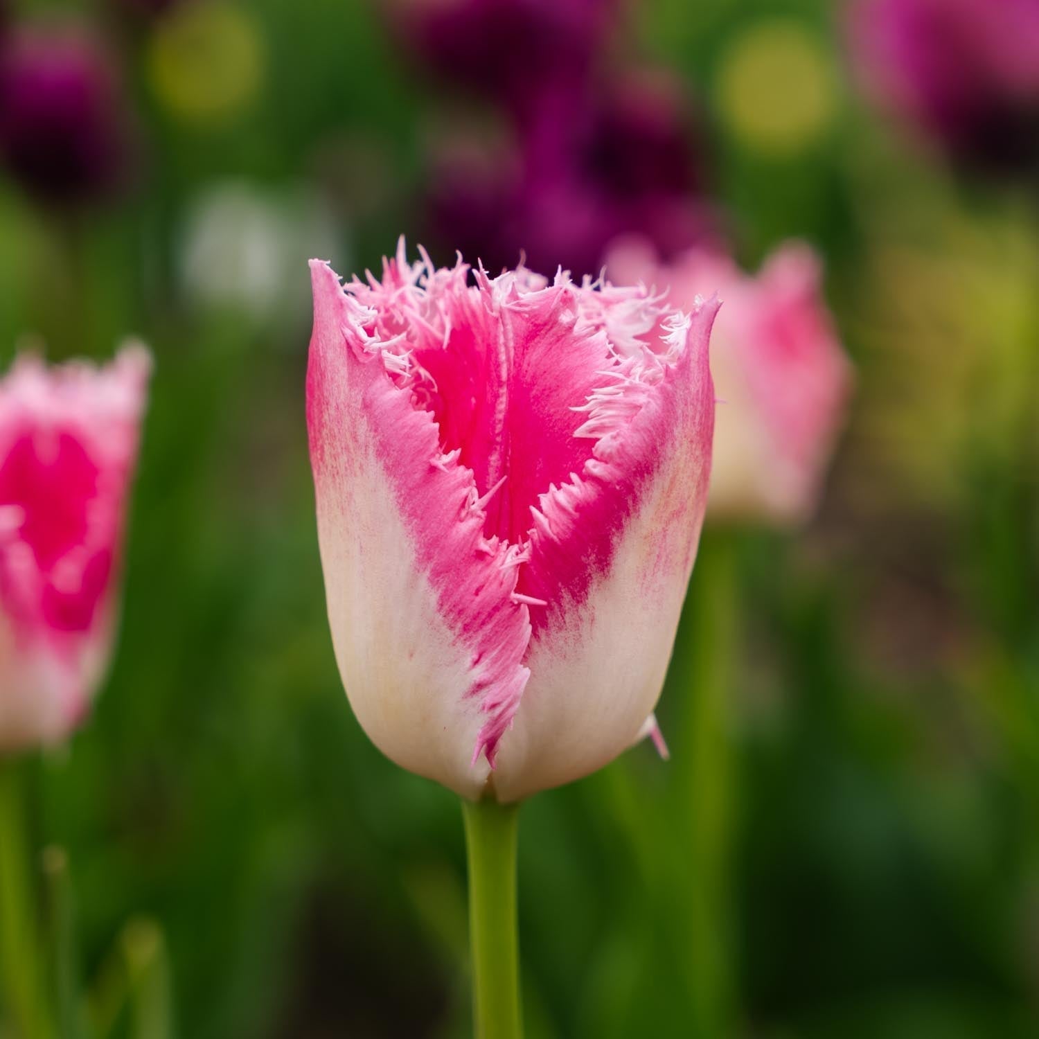 Tulp 'Huis Ten Bosch'