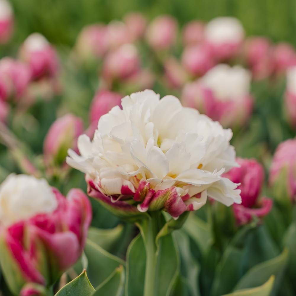 Tulp 'Ice Cream'