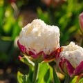 Tulp 'Ice Cream'