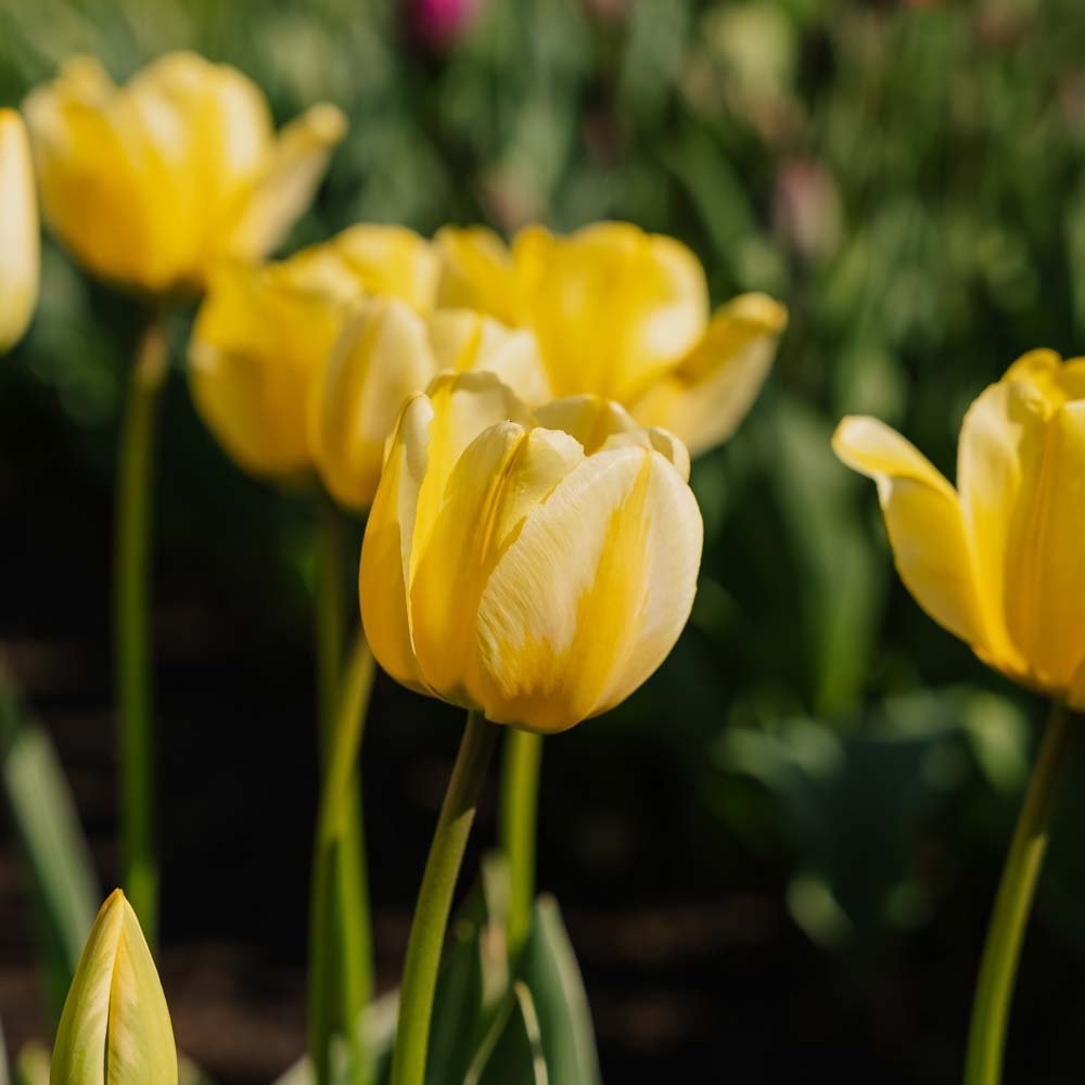 Tulp 'Jaap Groot'