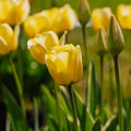 Tulp 'Jaap Groot'