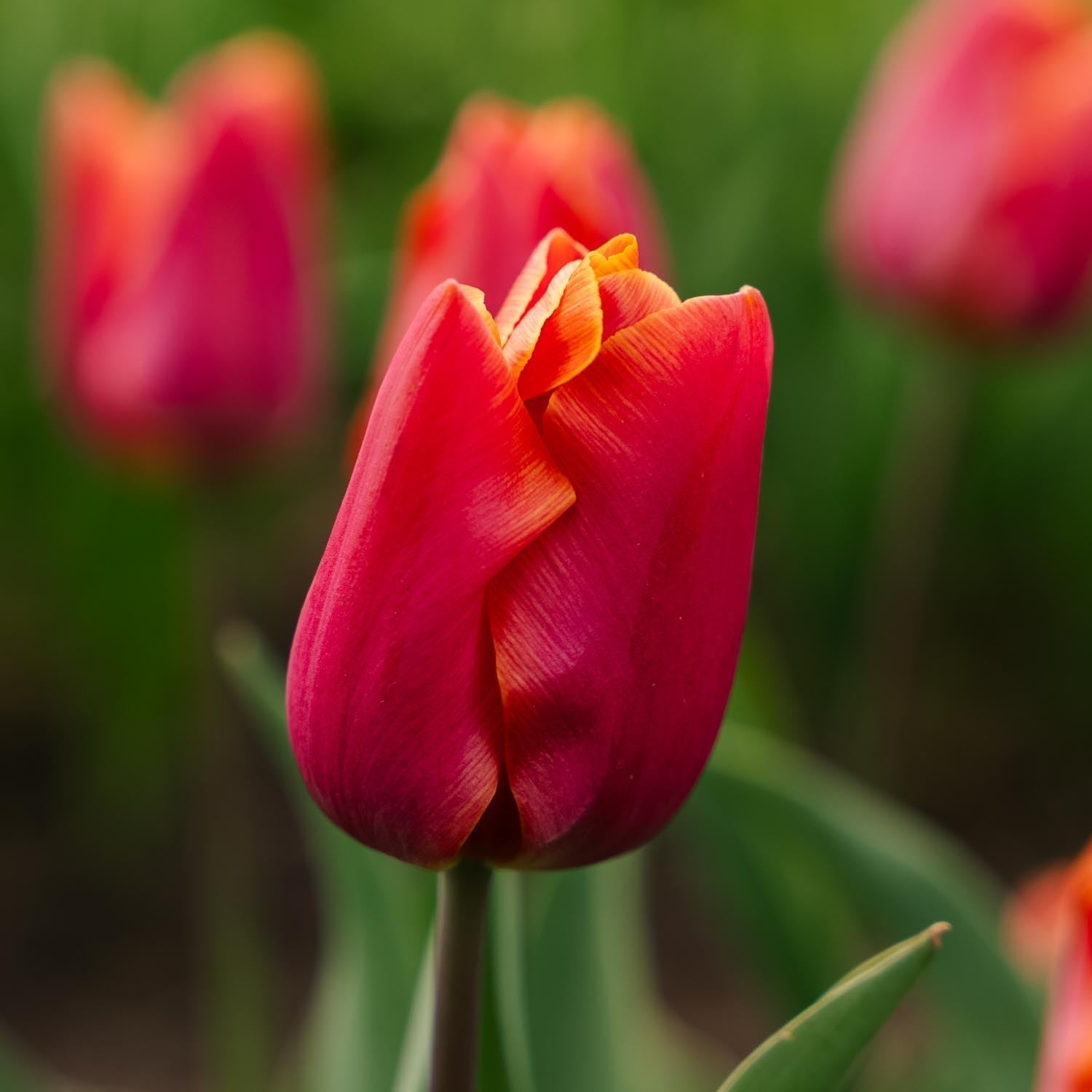 Tulp 'Jimmy'