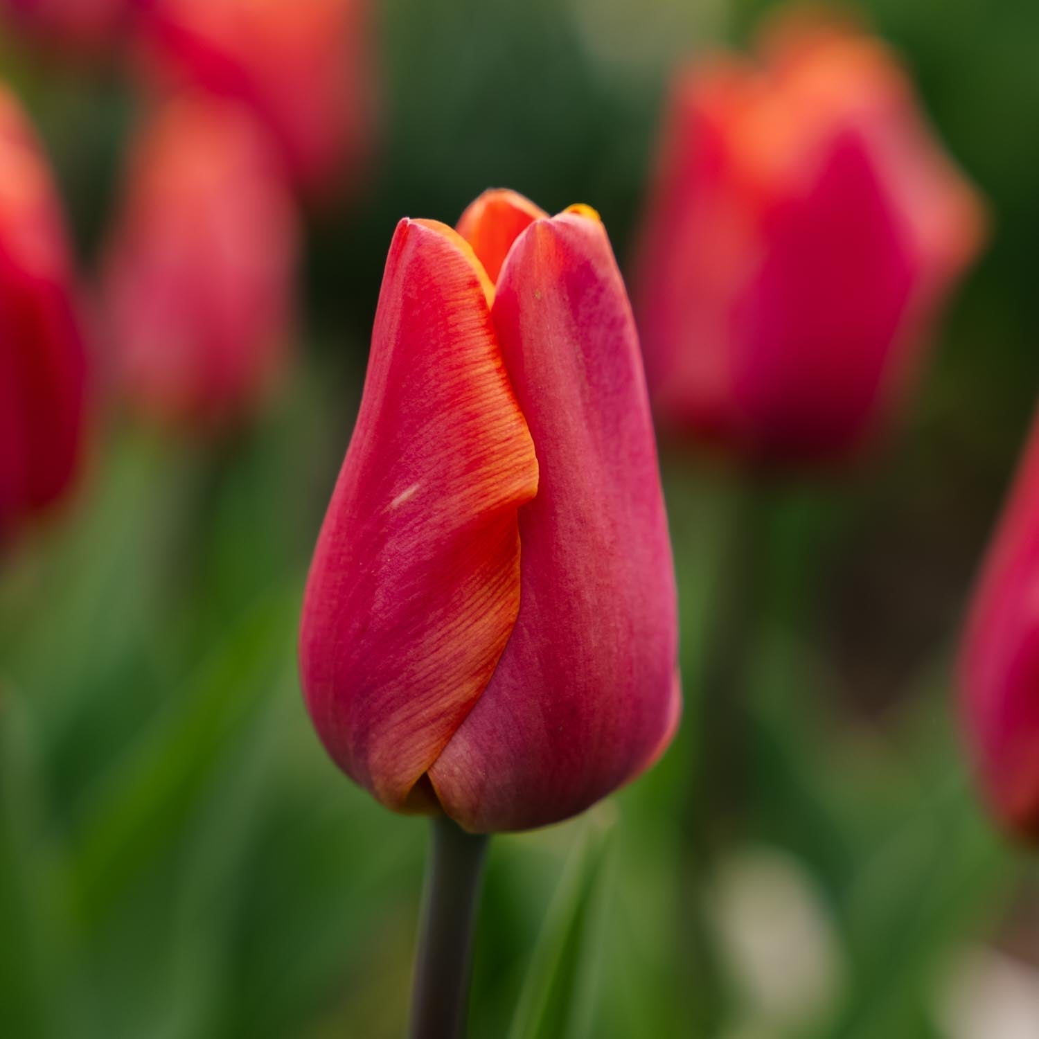 Tulp 'Jimmy'