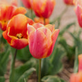 Tulp 'Jimmy'