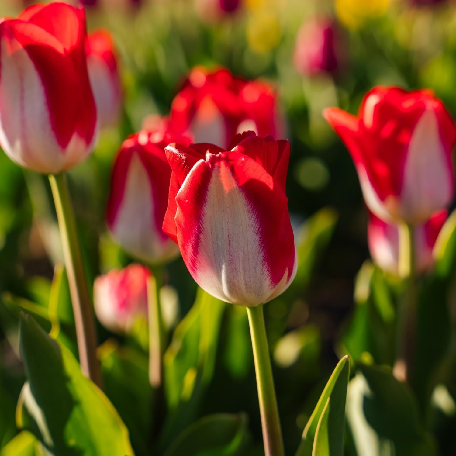 Tulp 'Kissable'