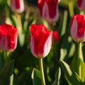 Tulp 'Kissable'