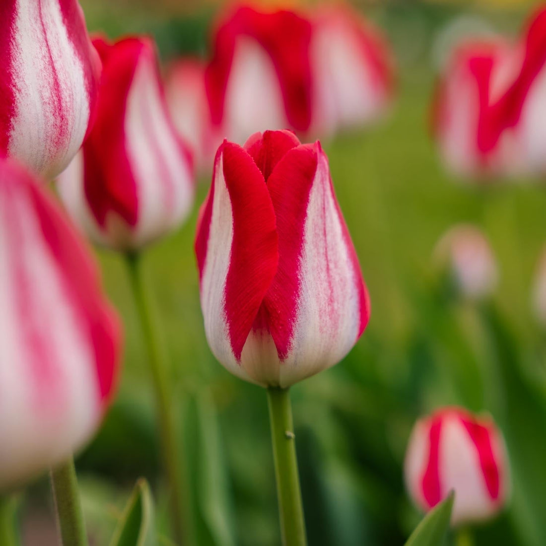 Tulp 'Kissable'