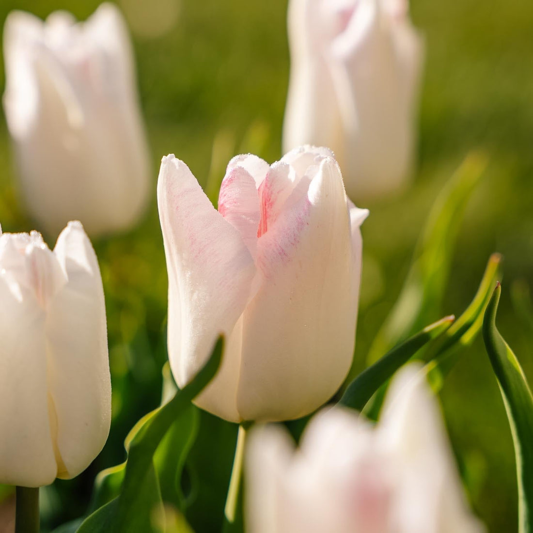 Tulp 'Kyoko Takahashi'