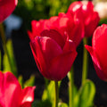 Tulp 'Lady van Eijk'