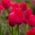Tulp 'Lady van Eijk'