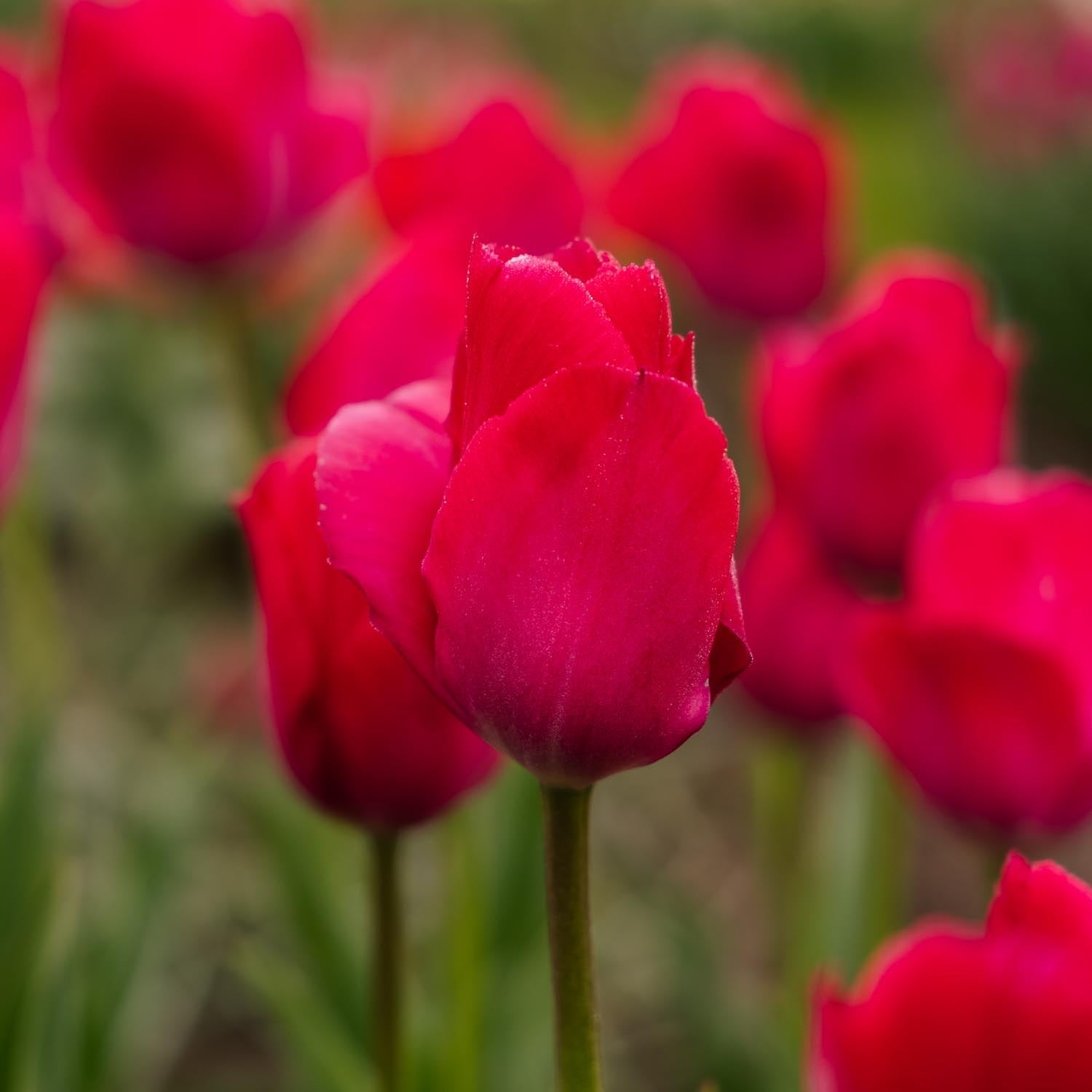 Tulp 'Lady van Eijk'