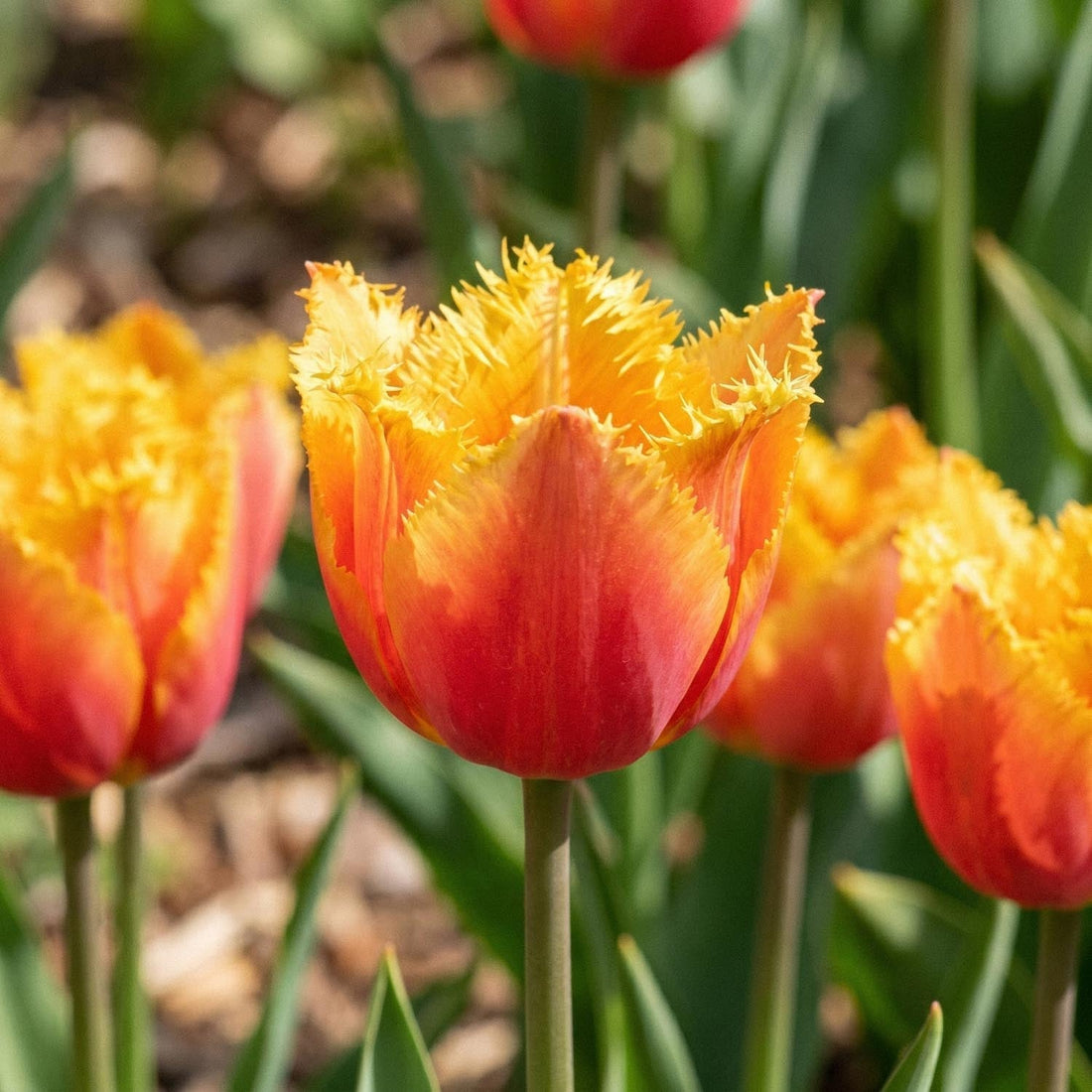 Tulp 'Lambada'
