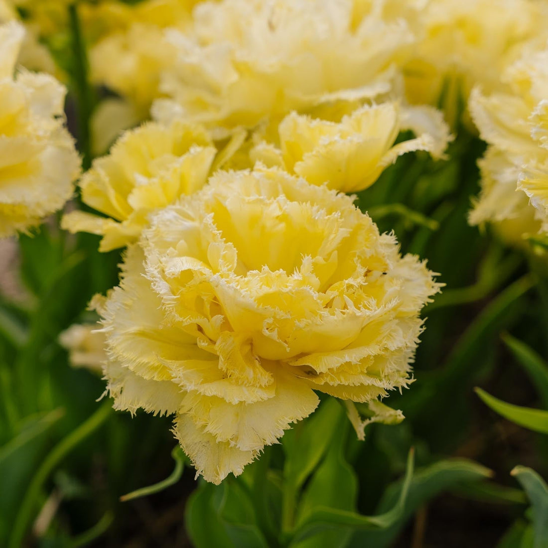 Tulp 'Lemon Shoot'