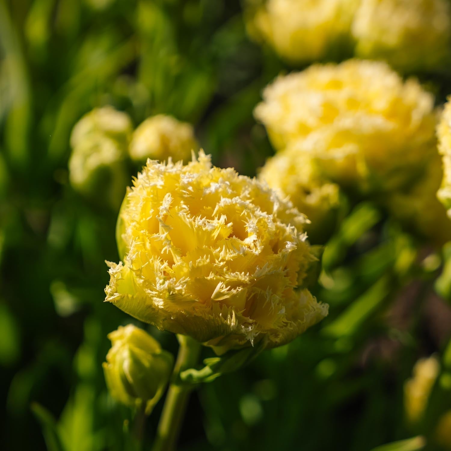 Tulp 'Lemon Shoot'