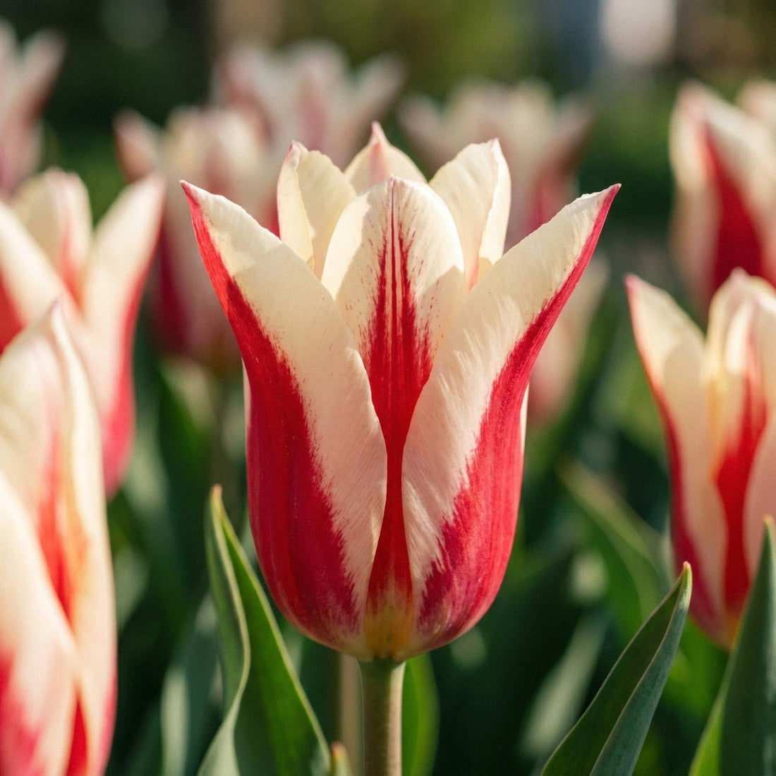 Tulp 'Marilyn'
