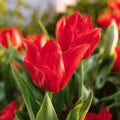 Tulp 'Mira Mare'