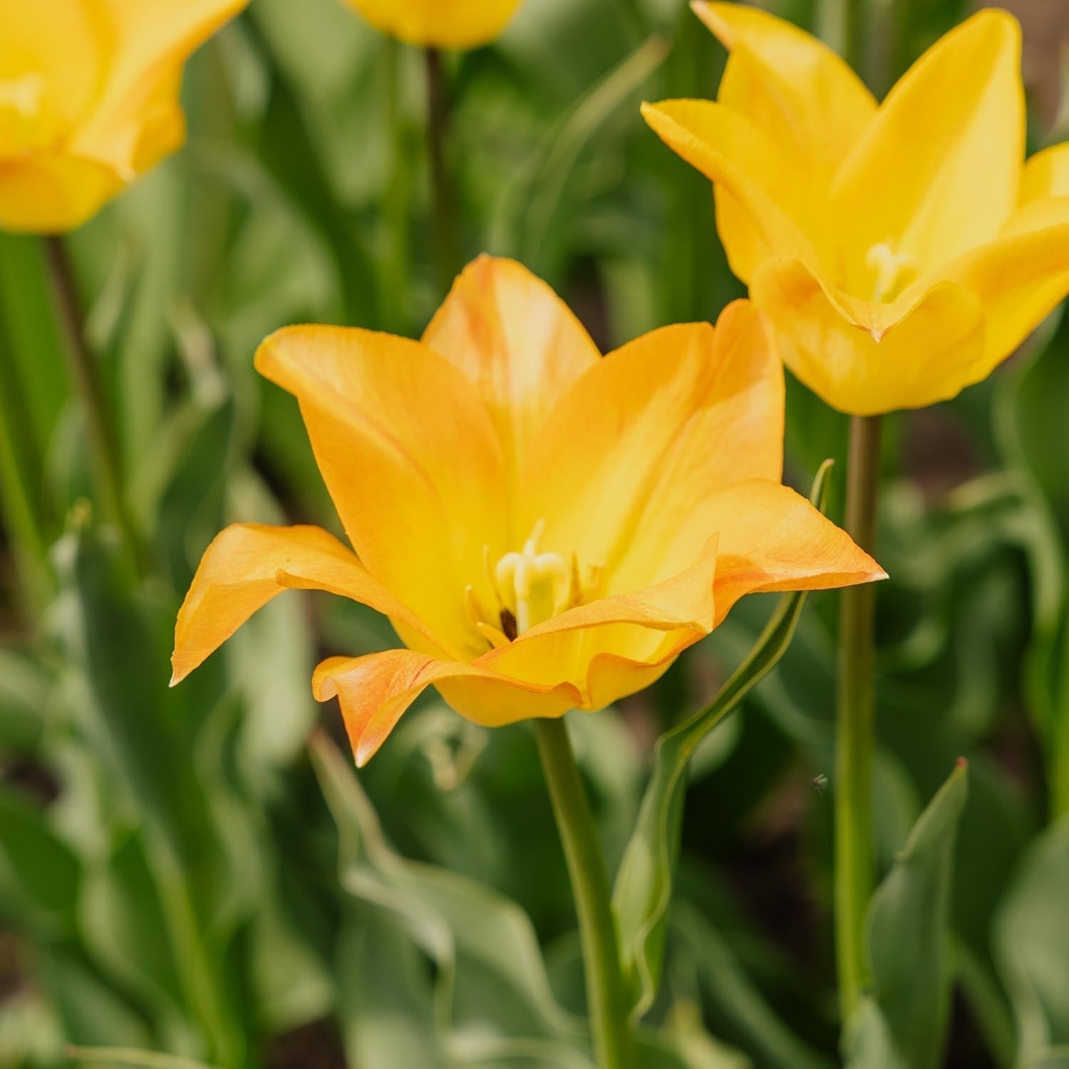 Tulp 'Moonblush'