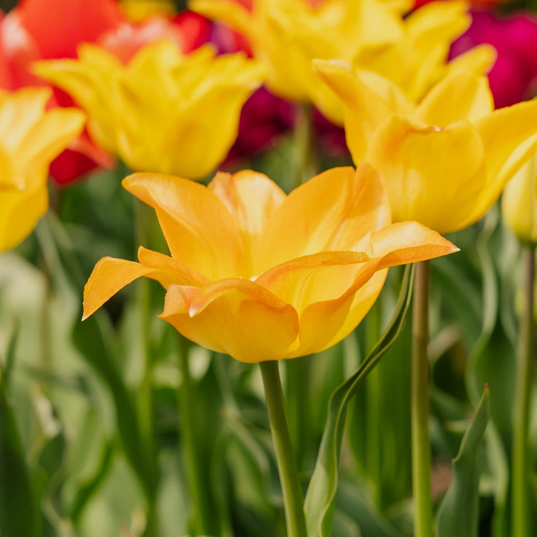 Tulp 'Moonblush'