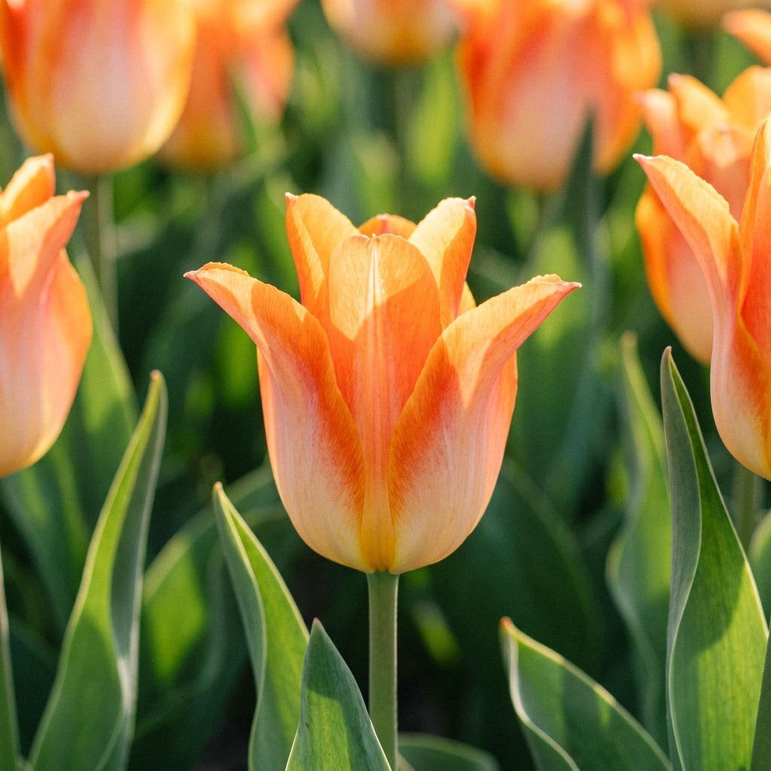Tulp 'Moonblush'