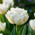Tulp 'Mount Tacoma'