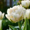 Tulp 'Mount Tacoma'