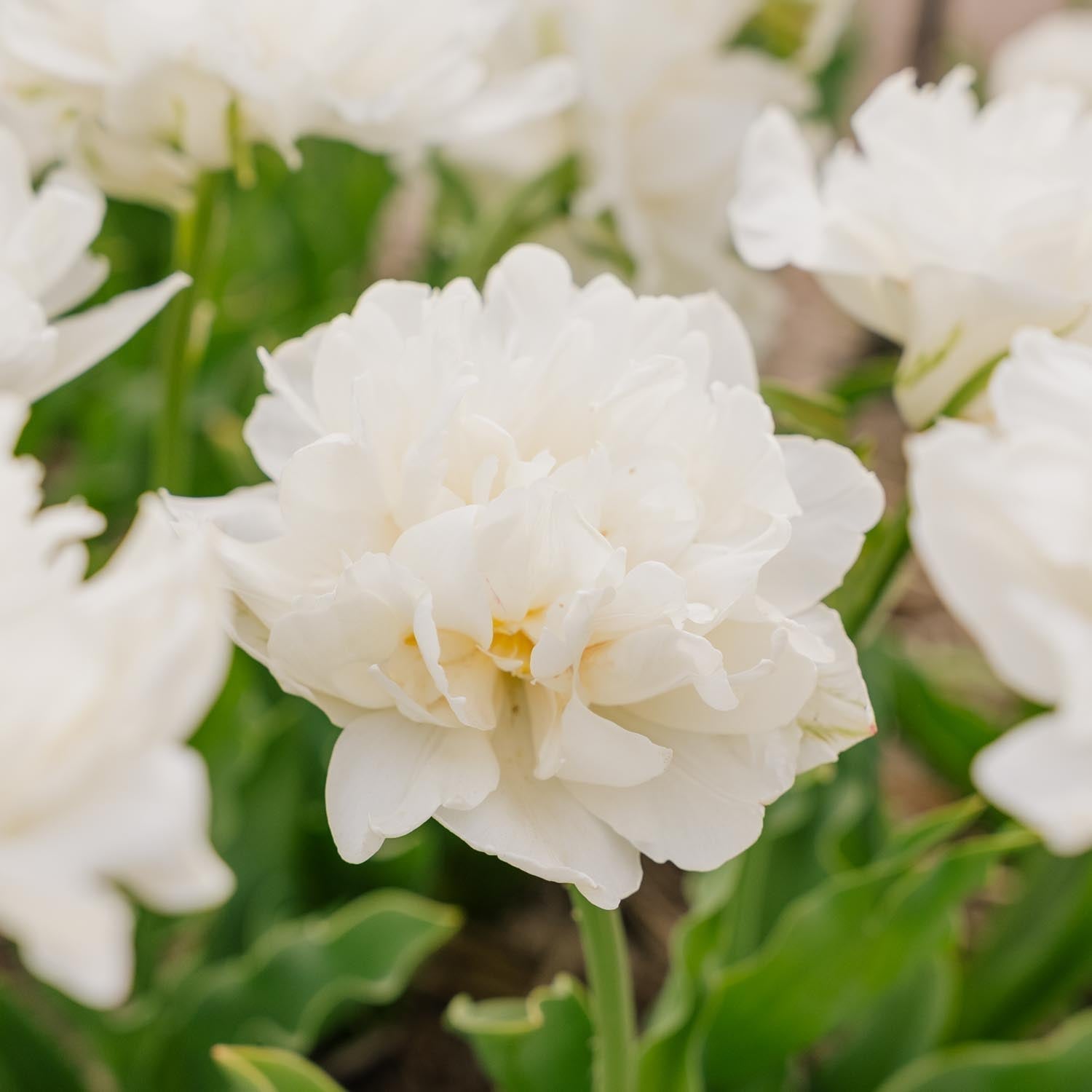 Tulp 'Mount Tacoma'