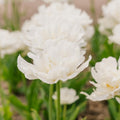 Tulp 'Mount Tacoma'