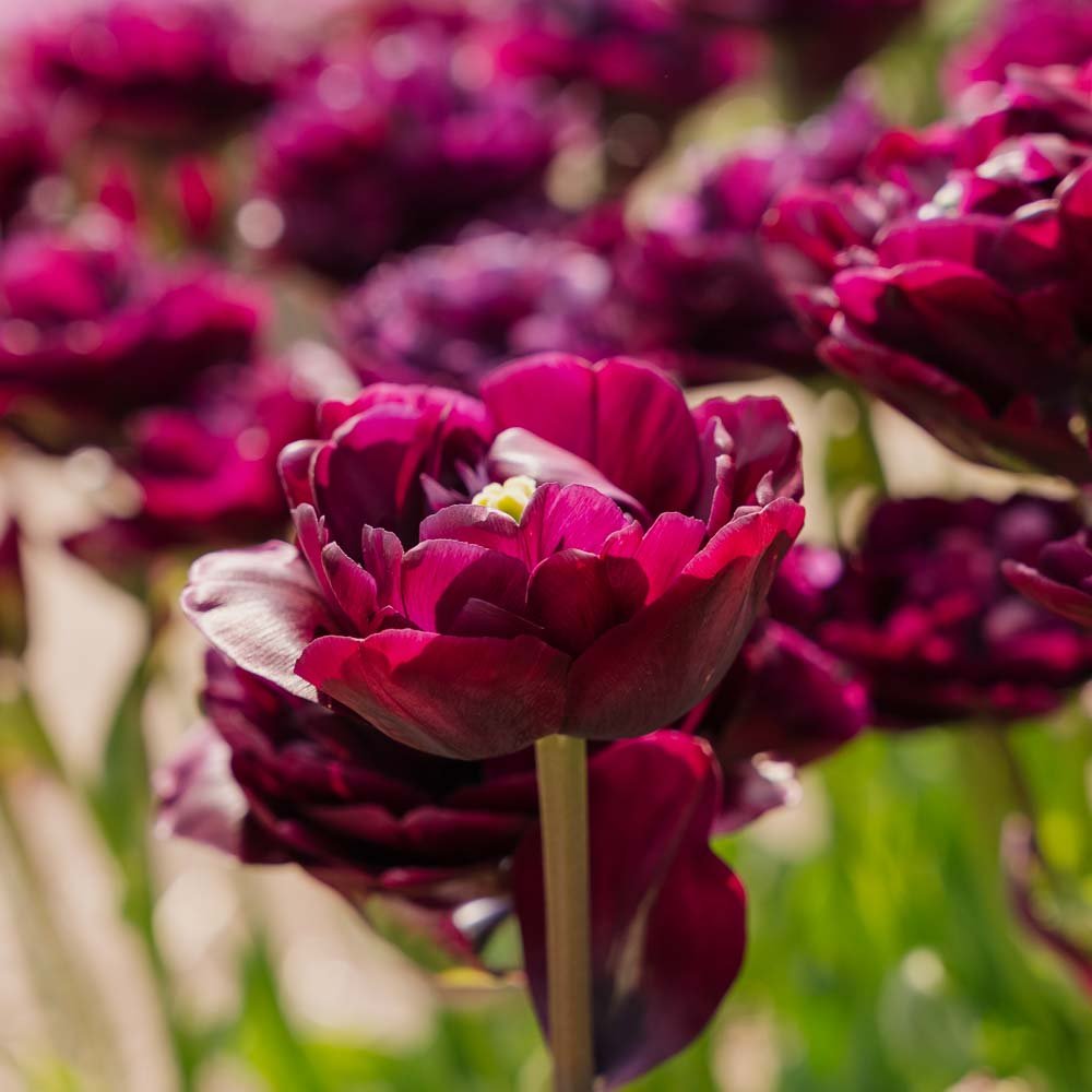 Tulp 'Mystery Dream'