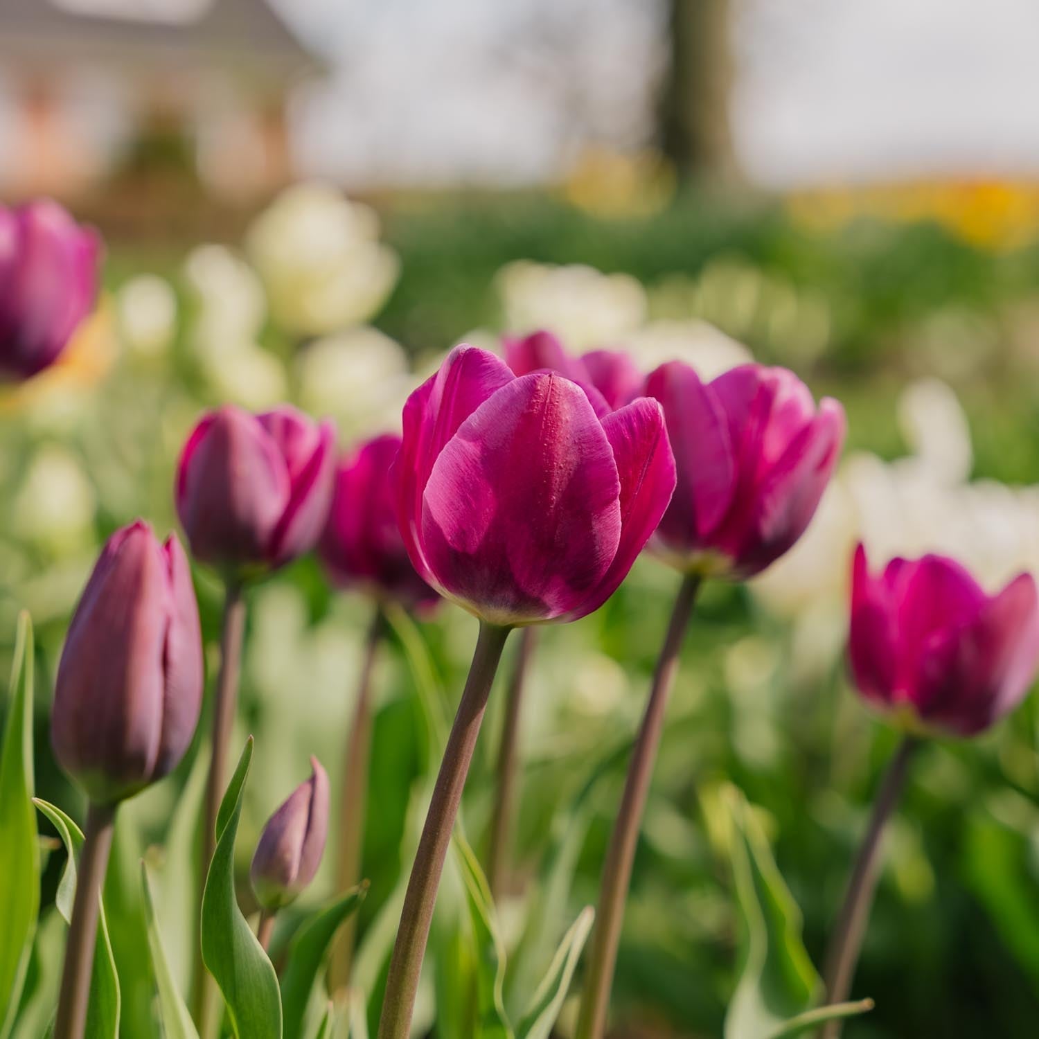 Tulp 'Negrita'