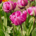 Tulp 'Negrita Double'