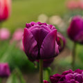 Tulp 'Negrita Double'