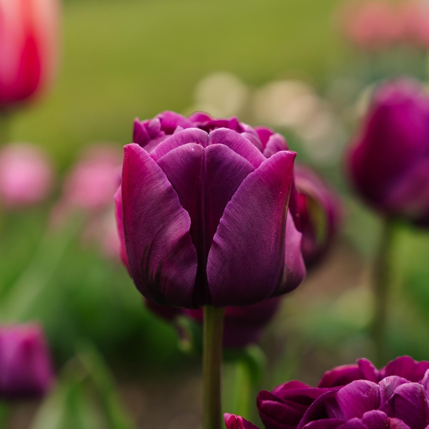 Tulp 'Negrita Double'