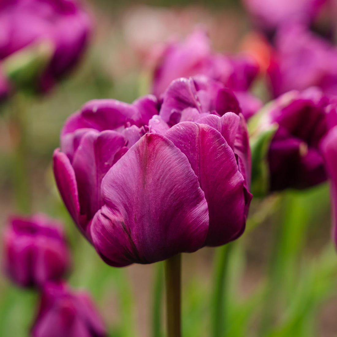 Tulp 'Negrita Double'