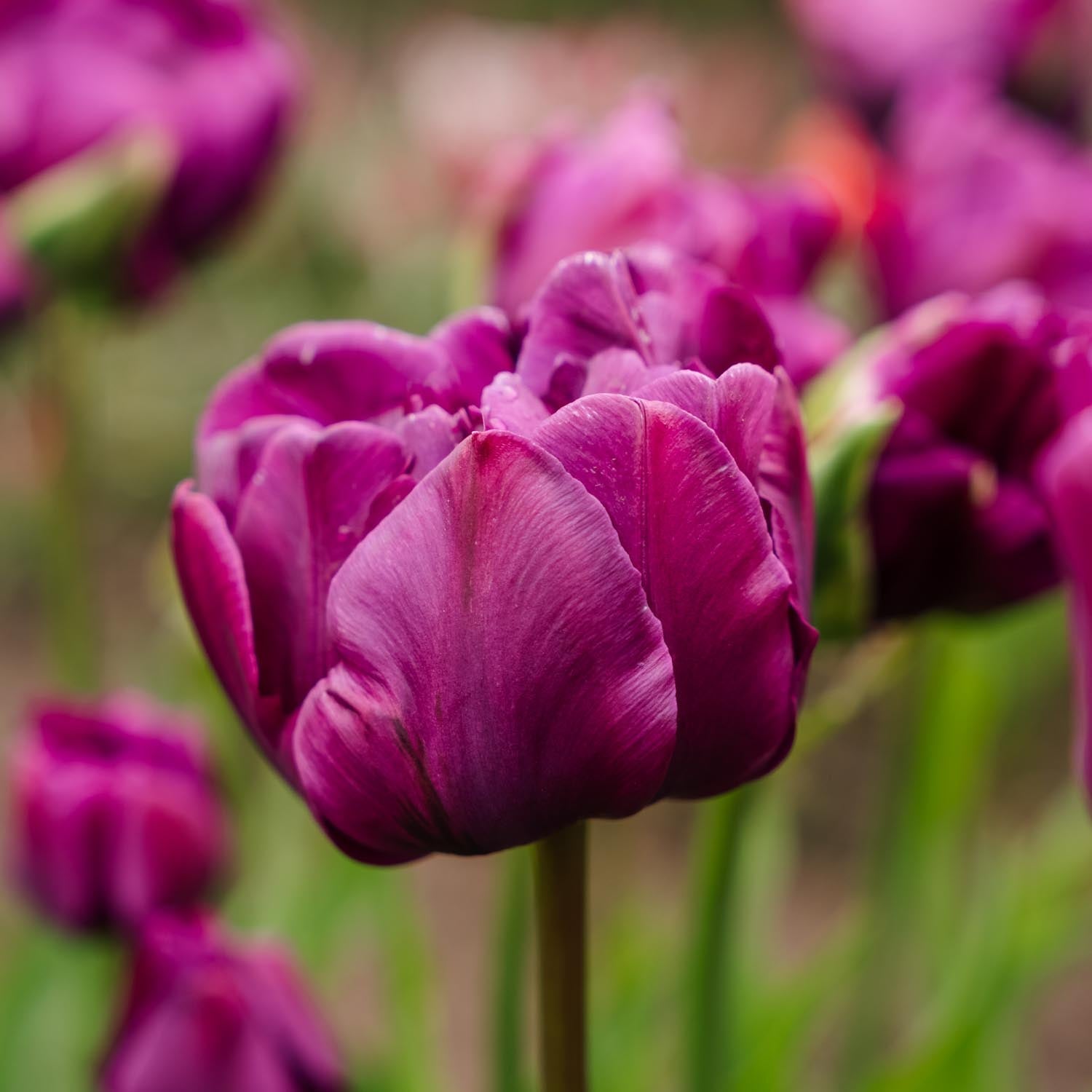 Tulp 'Negrita Double'