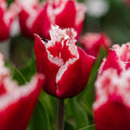 Tulp 'New Santa'