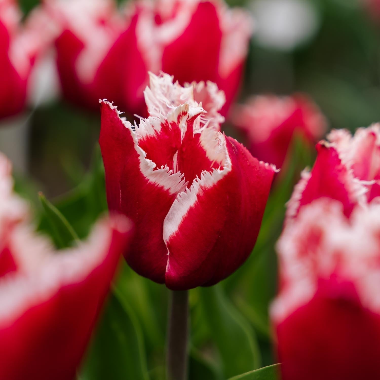 Tulp 'New Santa'