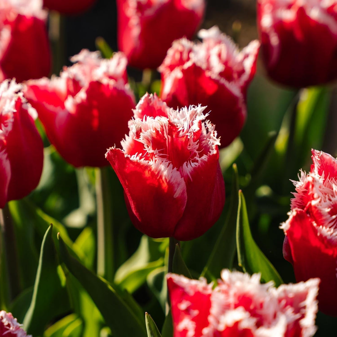 Tulp 'New Santa'