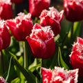 Tulp 'New Santa'