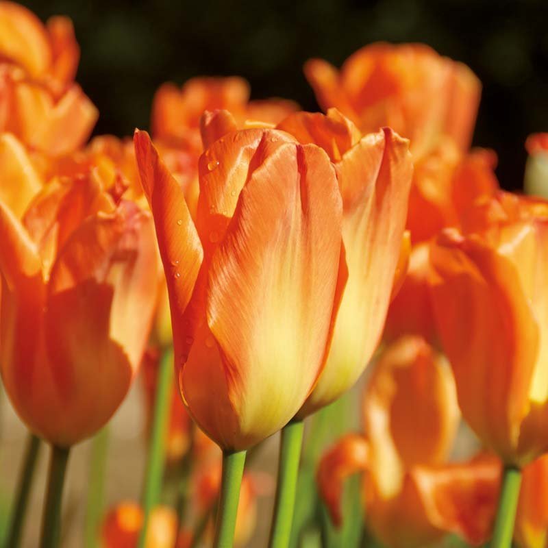 Tulp 'Orange Emperor'