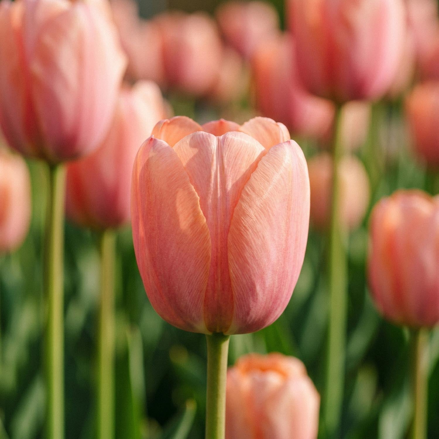Tulp 'Orange Pride'