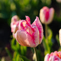 Tulp 'Parrot Pink Vision'
