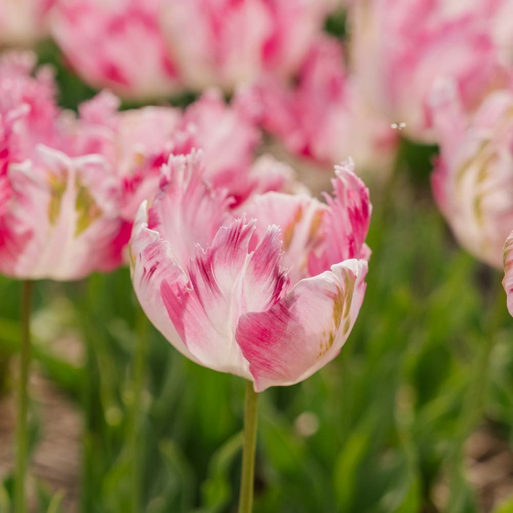 Tulp 'Parrot Pink Vision'