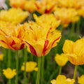 Tulp 'Party Clown'